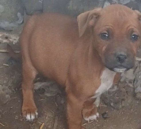 Staffordshire terrier és Pitbull