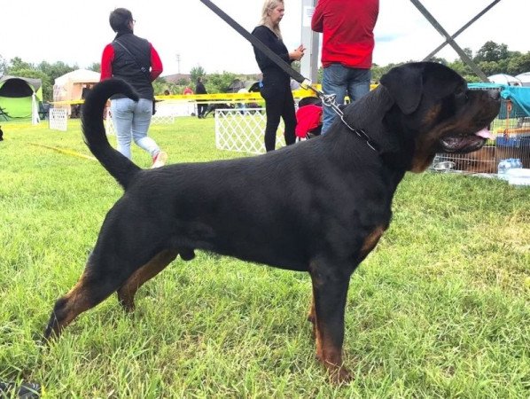 Rottweiler