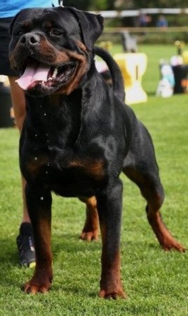 Rottweiler