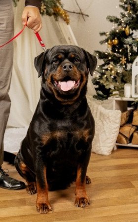 Rottweiler