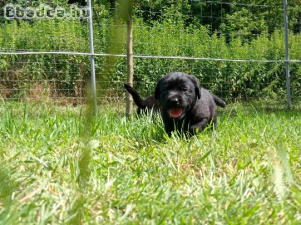 Labrador kölyök