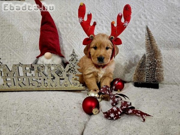 Golden Retriever kislány.