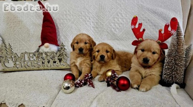 Golden Retriever kisfiúk.