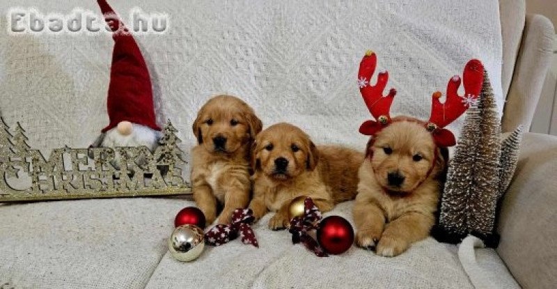 Golden Retriever kisfiúk.