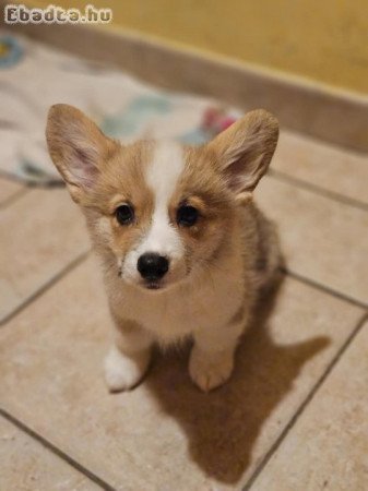 Corgi kiskutyák