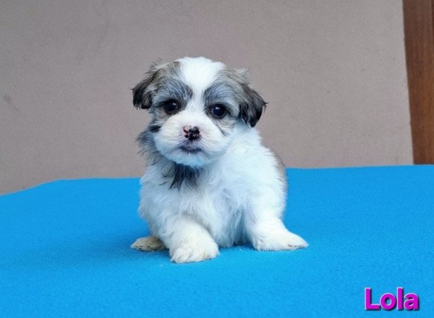 Bichon havanese