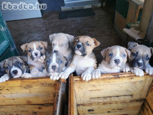 Törzskönyves szülőktől amstaff szukák