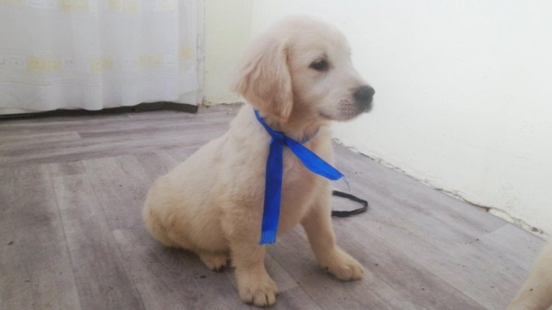 golden retriever