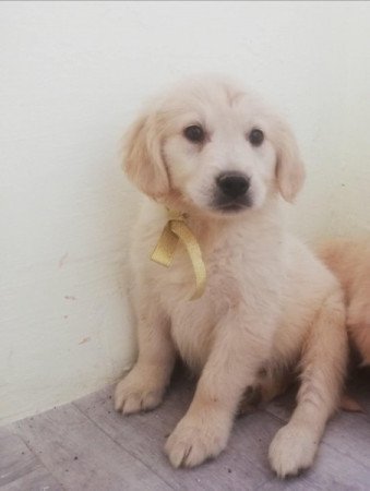 golden retriever