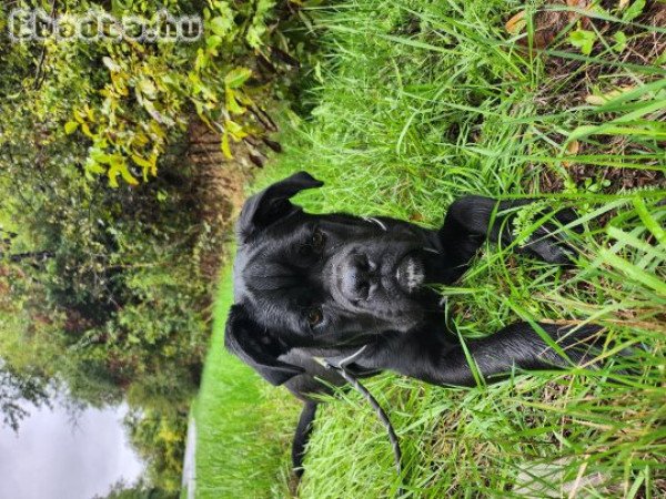 8 hónapos Cane Corso elvihető ingyen