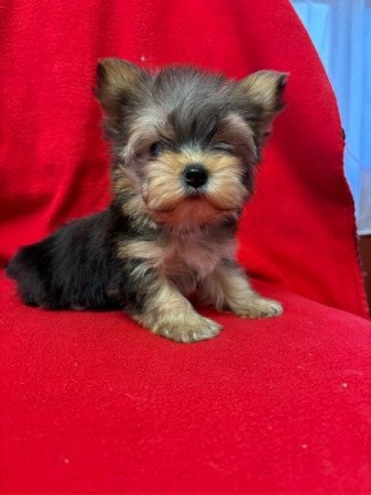 Yorkshire terrier