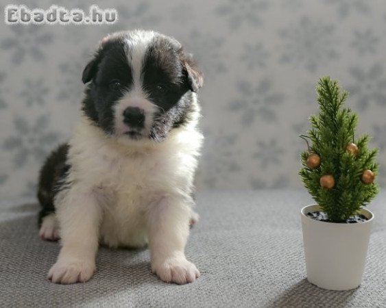 Gyönyörű border collie kiskutyák eladók