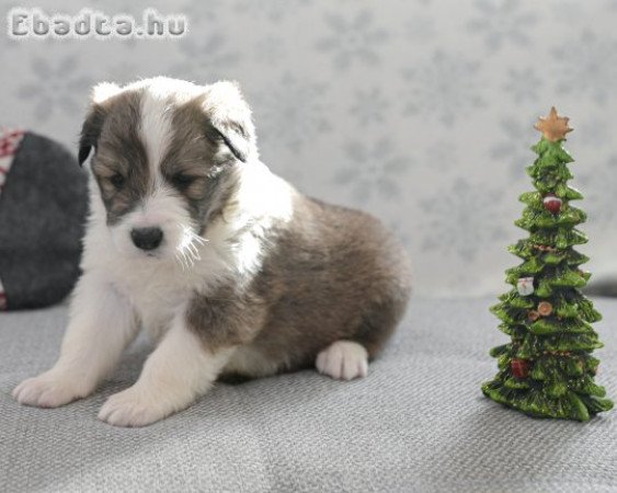 Gyönyörű border collie kiskutyák eladók