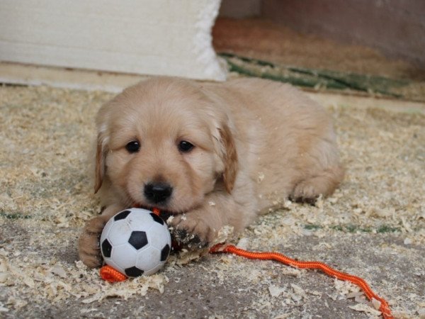 Golden Retriever