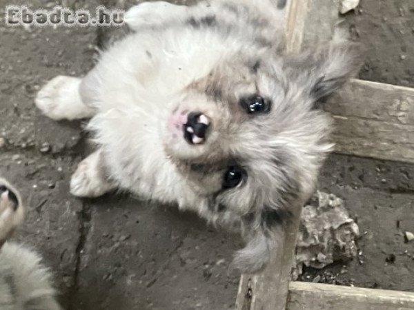 Border Collie merle és tri-color p kiskutya