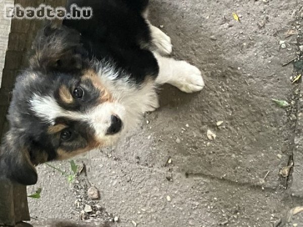 Border Collie merle és tri-color p kiskutya