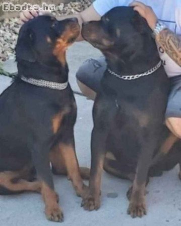 Rottweiler kiskutyák!