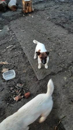 Jack Russel Terrier