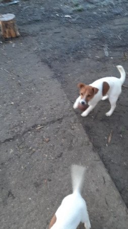 Jack Russel Terrier