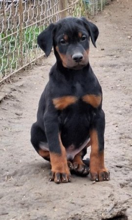 Dobermann