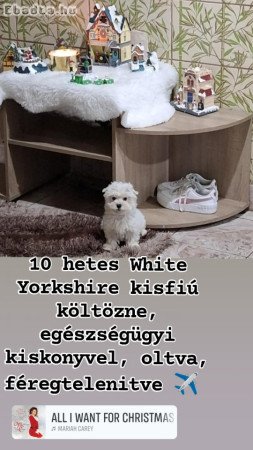 Biewer , White Yorkshire terrier kisfiú