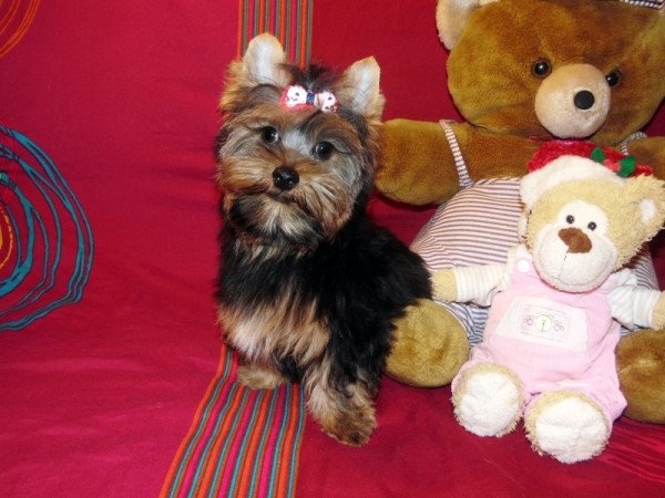 Yorkshire Terrier, Yorki