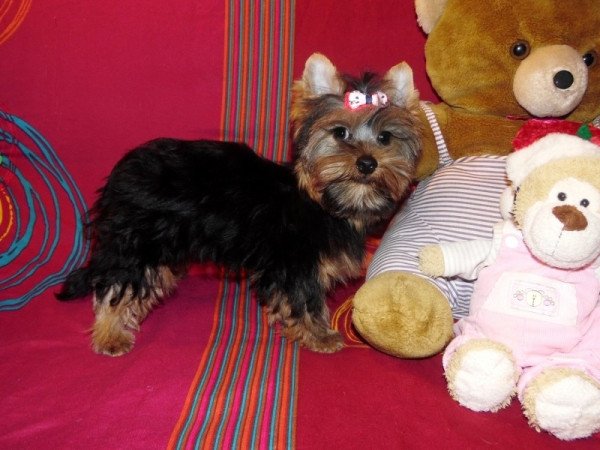 Yorkshire Terrier, Yorki