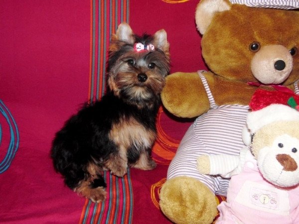 Yorkshire Terrier, Yorki