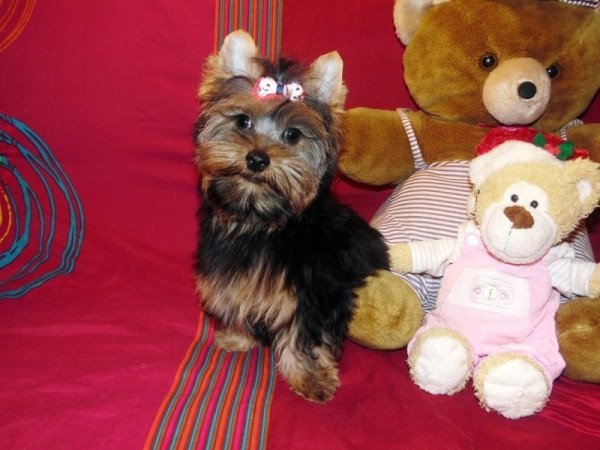 Yorkshire Terrier, Yorki