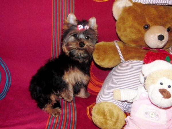 Yorkshire Terrier, Yorki