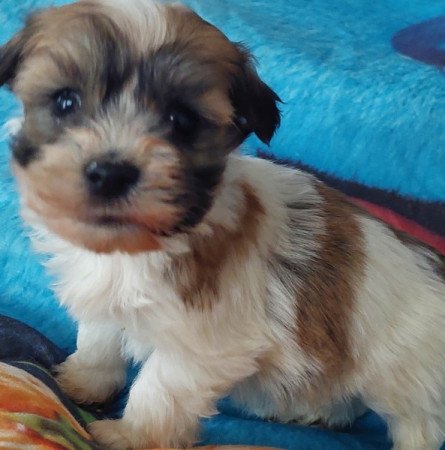 Bichon havanese