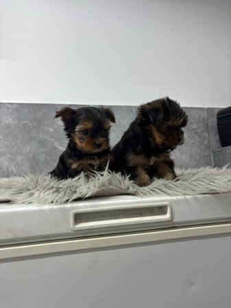 Yorkshire terrier