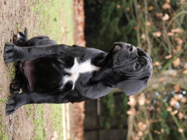 Cane Corso