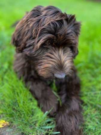 Labradoodle