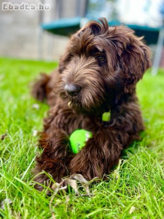 6 hónapos Labradoodle kutyus eladó