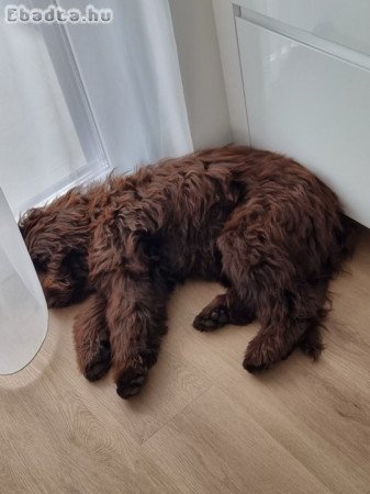 6 hónapos Labradoodle kutyus eladó