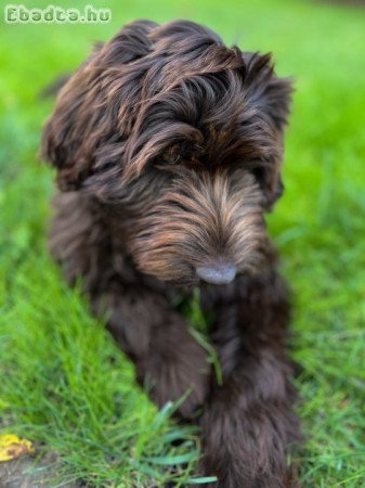 6 hónapos Labradoodle kutyus eladó