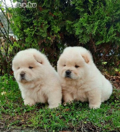 Chow chow chow chow