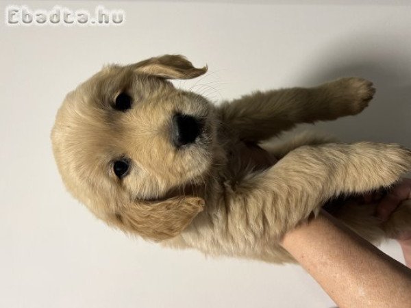 Golden retriever