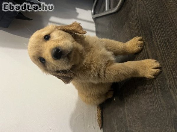 Golden retriever