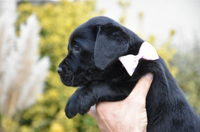 Labrador retriever