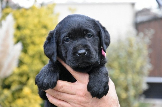 Labrador retriever