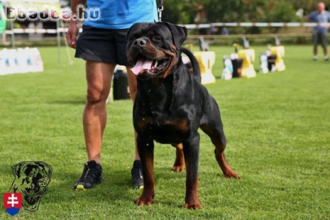 Rottweiler kiskutyák eladók