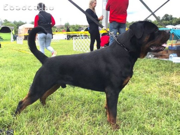 Rottweiler kiskutyák eladók