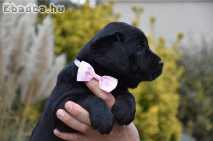 Törzskönyvezett Labrador kislány!