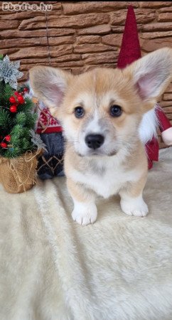 Corgi kiskutyák