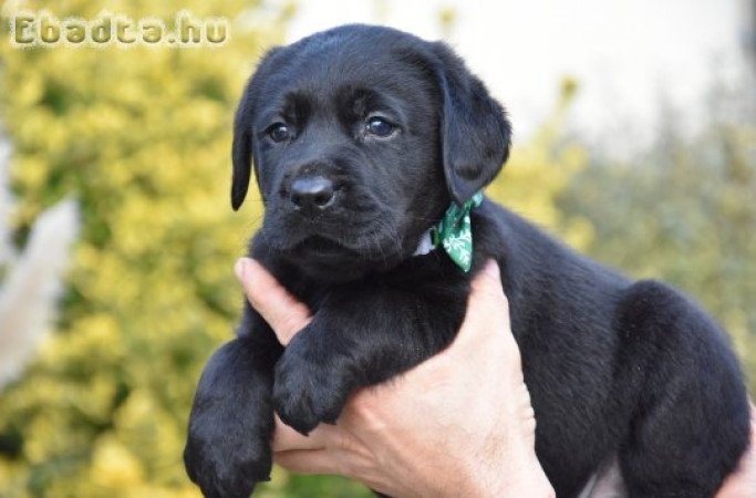 Minőségi Törzskönyvezett Labrador kan