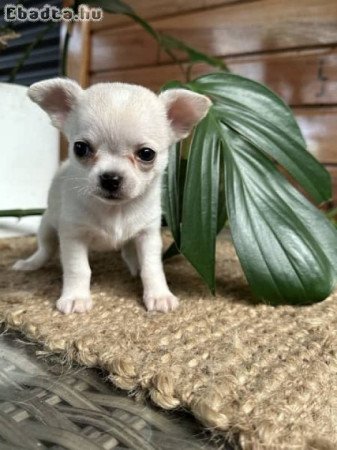 Regisztrált Chihuahua kölykök