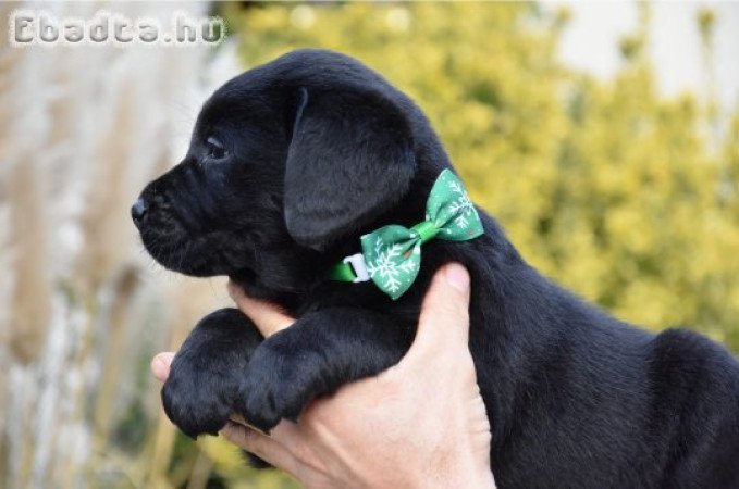 Minőségi Törzskönyvezett Labrador kan