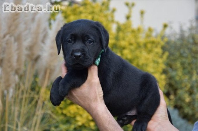 Minőségi Törzskönyvezett Labrador kan